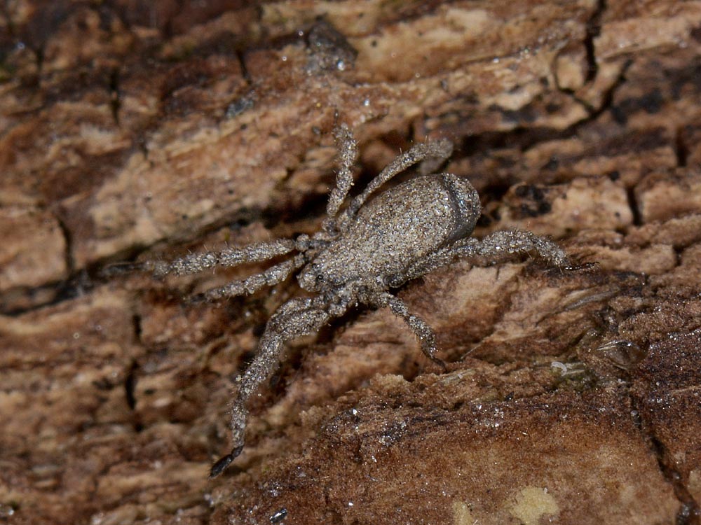 Cos''? Opiliones,  famiglia Trogulidae